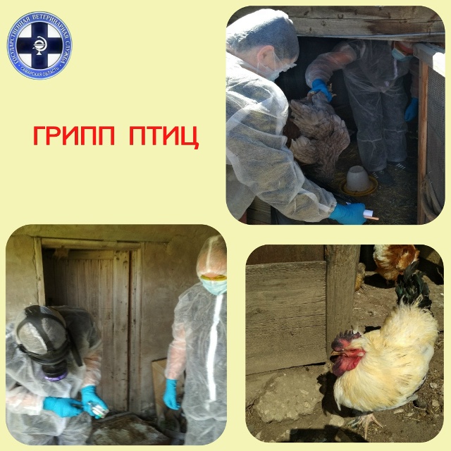 Грипп птиц очень опасен для человека