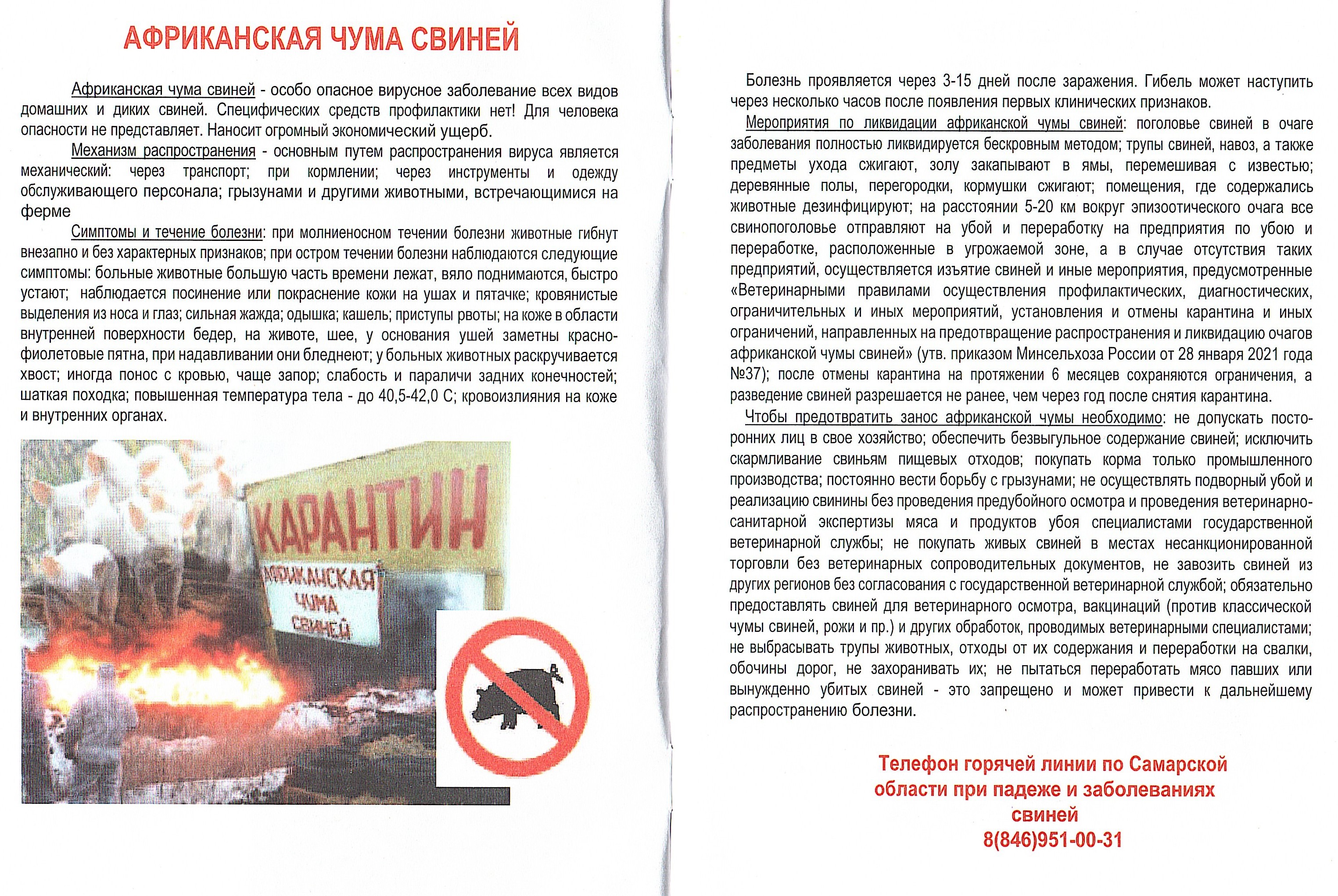 Африканская чума свиней