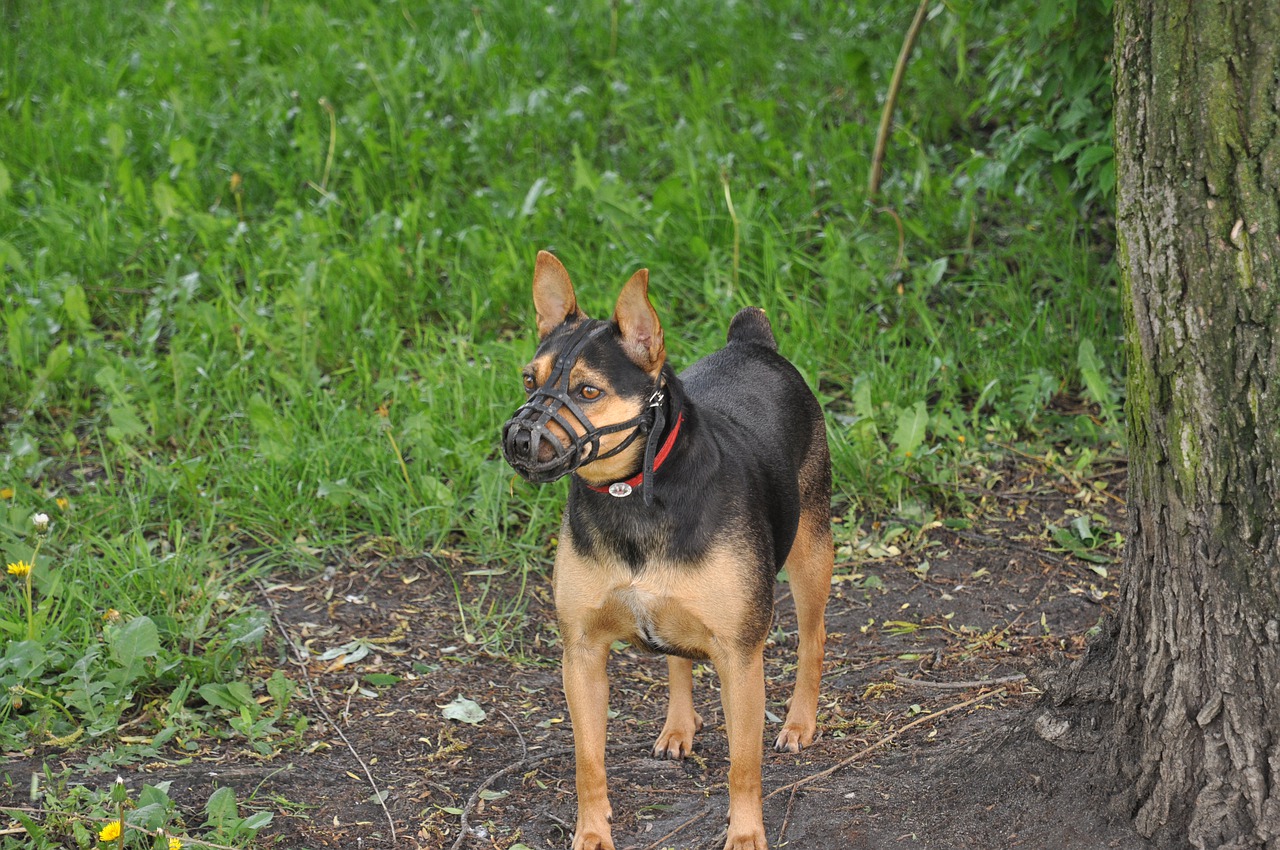 dog-g9c4fdce64_1280.jpg