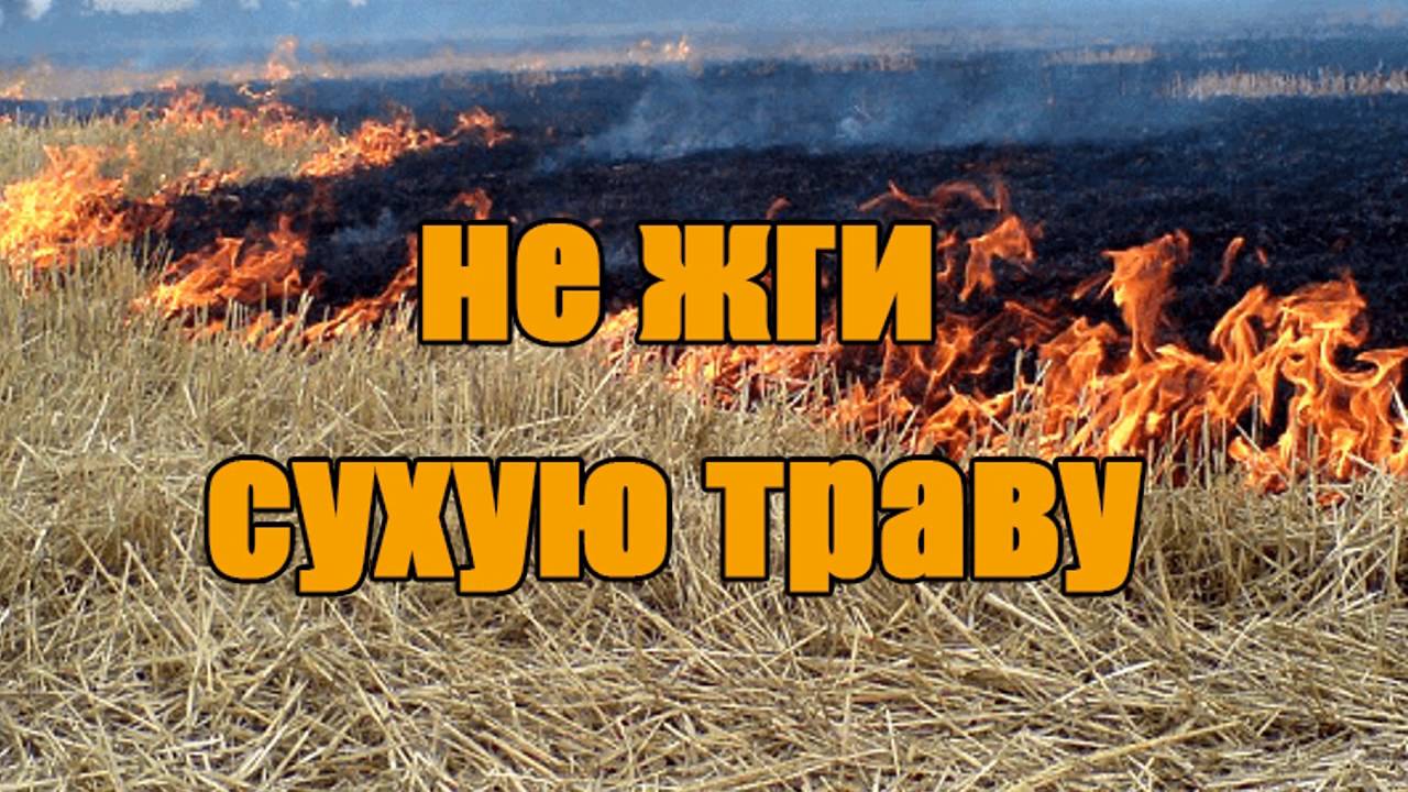 ne-zhgi-sukhuyu-travu.jpg