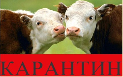 карантин