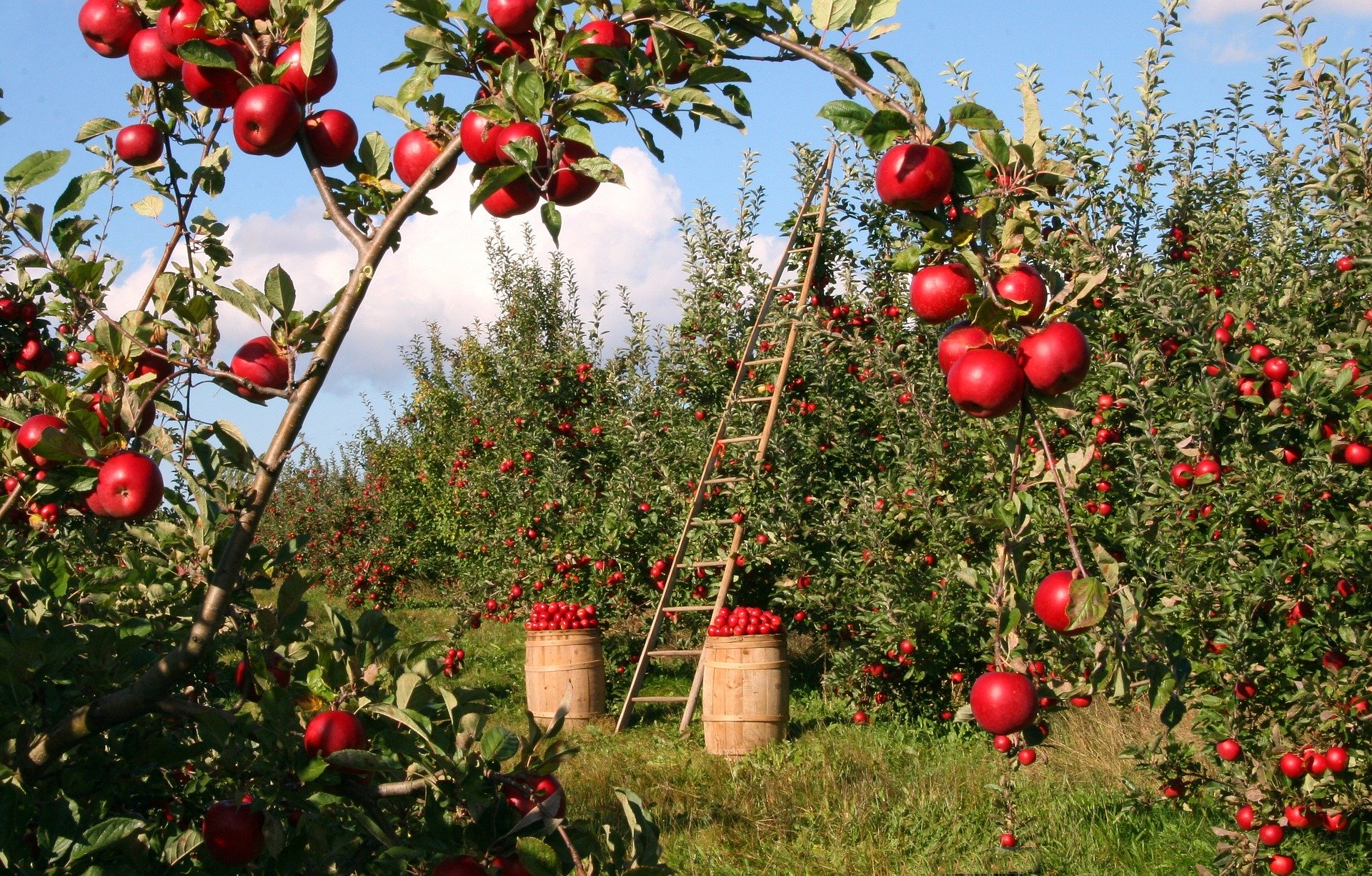 apple 1873078 1920