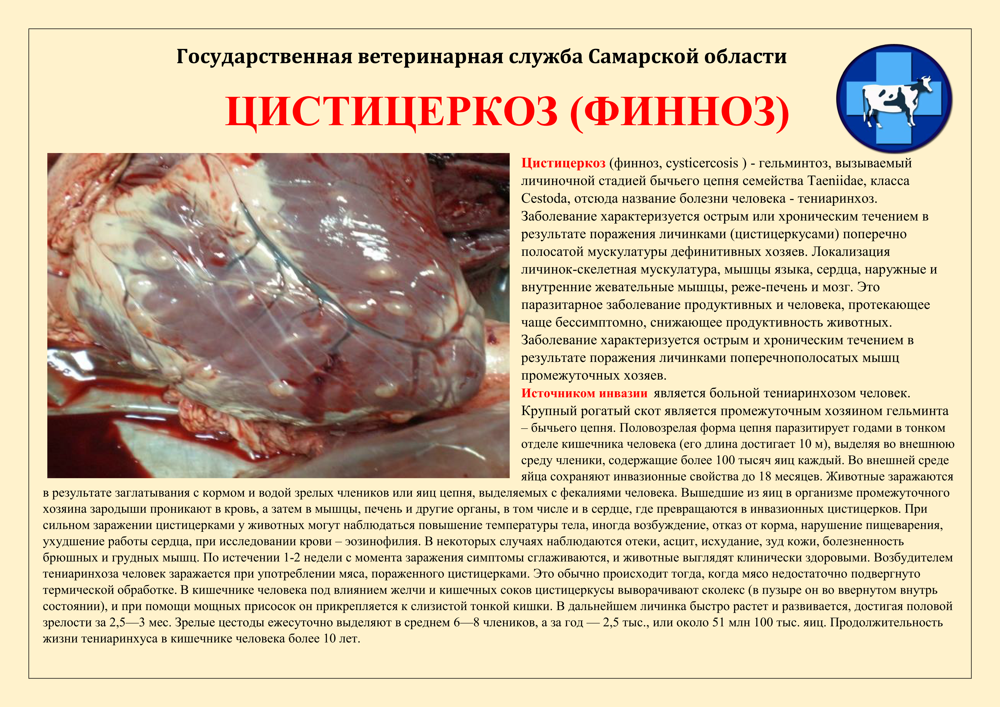 cist.png