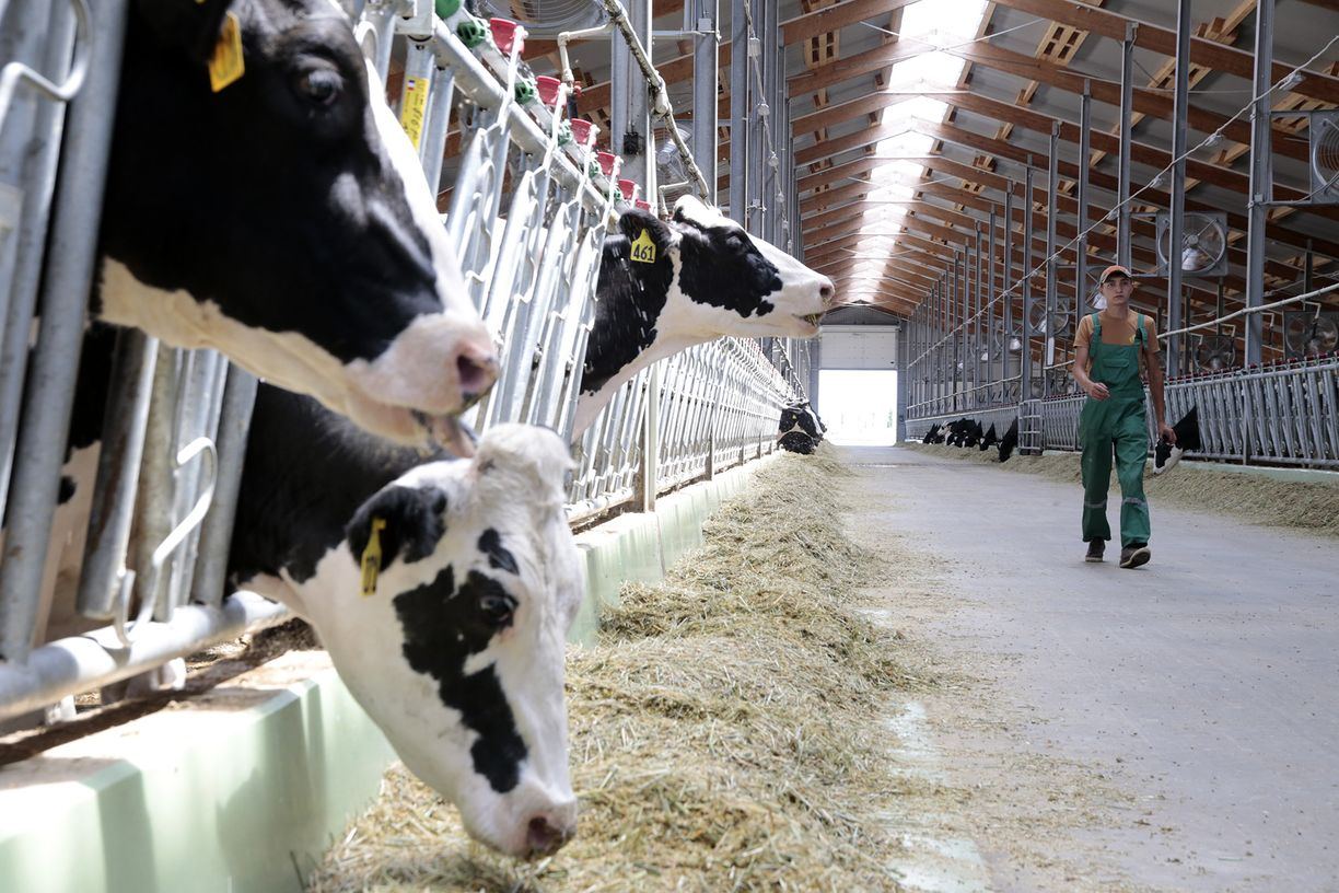 cow_130820.jpg