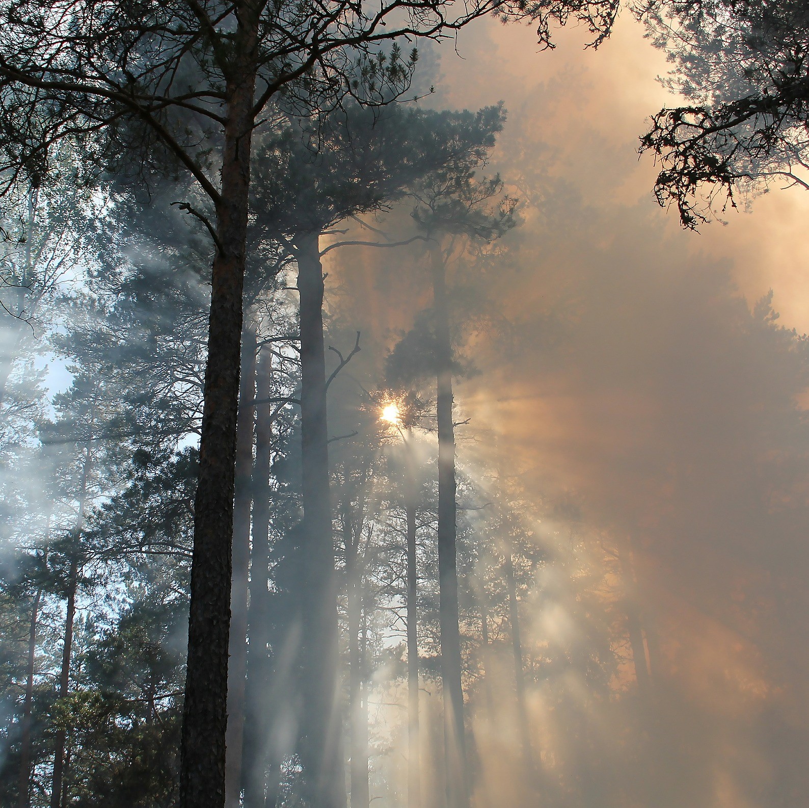 forest-fire-433683_1920.jpg